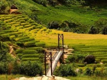 Image: Visiting Mang Ri terraced fields to welcome the brilliant golden season of the highlands