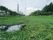 Image: Wading the canal to pick wild water spinach for a living in Ho Chi Minh City