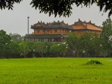 Image: The wonder of migratory birds in the Citadel of Hue