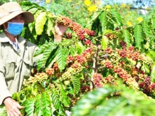 Image: Coffee farmers in urgent need of VnSAT support