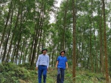 Image: Large timber forest - an ideal orientation for Tuyen Quang forestry