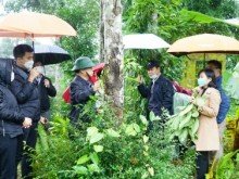 Image: Quang Tri Province recommended developing medicinal plants