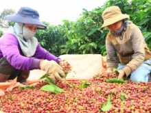 Image: The VnSAT project helps growers change farming thinking