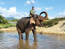 Image: The owner is supported 400 million VND when the elephant gives birth