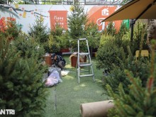 Image: Christmas trees imported from cold European countries are sold all over Saigon’s sidewalks