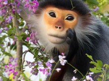 Image: Close-up of the rare “primate queen” in Son Tra peninsula