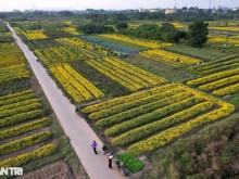 Image: The last season of chrysanthemum blooms in the field of Nghia Trai