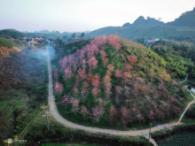 Image: Little-known cherry apricot hill in Moc Chau