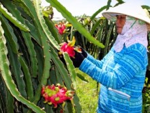 Image: Enhancing the dragon fruit's value