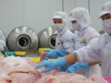 Image: Pangasius exports to the USA increase twofold