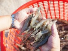 Image: Shrimp exports to the USA exceed USD 1 billion for the first time