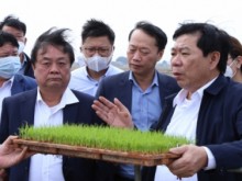 Image: Suggestions of Minister of MARD Le Minh Hoan the Red River Delta in producing rice