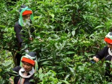 Image: The heirloom Snow Shan tea forest