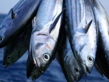 Image: Tuna exports maintain positive status during these first months
