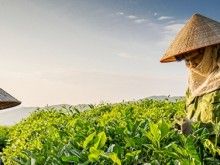Image: Vietnam’s tea accounts for over 50% of Taiwan’s tea import volume