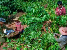 Image: VnSAT contributes to Vietnam's coffee industry's transformation
