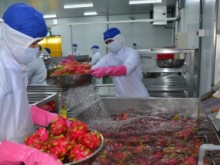 Image: Which efforts taken by Vietnamese dragon fruit industry to lessen reliance on the Chinese market?