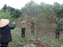 Image: The profession of plucking peach leaves for hire