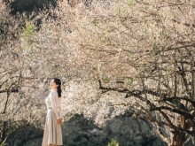 Image: Apricot flowers, white plums bloom in Moc Chau