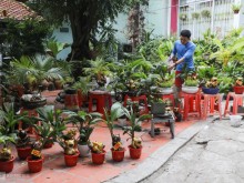 Image: Bonsai coconuts create the shape of a ‘burning’ zodiac for the Tet holiday