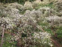 Image: Plum flowers bloom “white sky” as beautiful as a fairy in Moc Chau