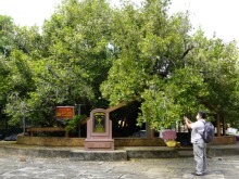 Image: 300 years old Bach Mai tree in the Western