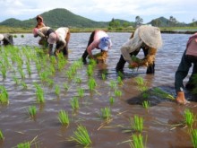 Image: A new approach to sustainable agricultural landscapes in Mekong Delta