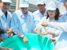 Image: Bac Lieu aspires to become the 'hub' of the country's shrimp industry