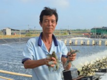 Image: Breakthrough in high-tech brackish water shrimp farming in Long Xuyen Quadrangle