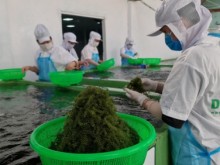 Image: Building a sustainable chain for Vietnamese seaweed