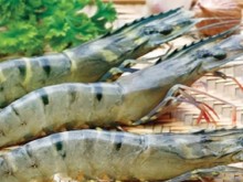 Image: Increase in average shrimp price in 2022