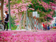Image: Charming the road of pink flowers in Soc Trang
