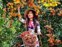 Image: Experience going to Ut Phuong fruit garden to have fun, live virtual and eat fruit freely in Tay Ninh