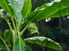 Image: Lonely banana species in Ninh Thuan forest