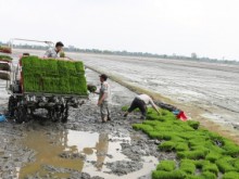 Image: A long step in the path of improving rice farming techniques