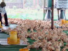 Image: Biosecurity in livestock production increases survival rate to 95%