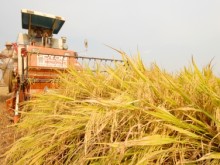 Image: High production cost and low yield corrode the profit of winter-spring rice crop