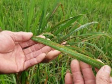 Image: The truth about pest-resistant rice varieties