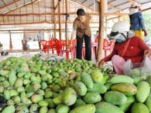 Image: Time for the prices of Taiwanese and Takeo mangoes to drop again