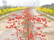 Image: Rice flowers and maple trees bloom in Hanoi