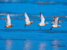 Image: Experience watching and photographing migratory birds in Can Gio