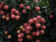 Image: Bringing the 2022 lychee crop to e-commerce platforms