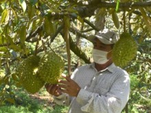 Image: Durian Kingdom' in the main harvest season