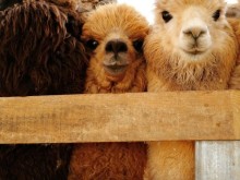 Image: Check in camel farms in Vietnam, get a series of ‘so cute’ photos 