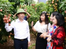 Image: Having superior quality, Thieu lychee will dominate the market