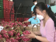 Image: Mekong Delta: Aiming at digitalization in fruit production management