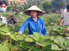 Image: Ramie - potential choice: A new wave for a familiar crop in Thanh Hoa