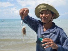 Image: Phan Thiet in octopus fishing season