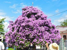 Image: The ‘divine’ mausoleum tree in Binh Thuan has blossomed