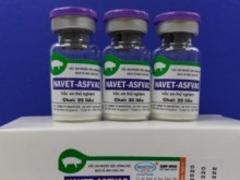 Image: African swine fever vaccine to cost 35,000 VND/dose